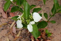 Coelospermum decipiens