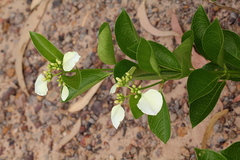 Coelospermum decipiens