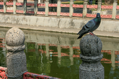 Columba livia domestica