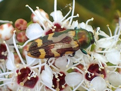Castiarina flavopicta