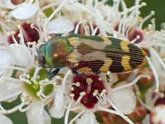 Castiarina flavopicta