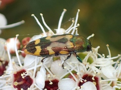 Castiarina flavopicta