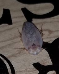 Arenivaga erratica