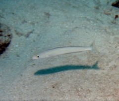 Malacanthus plumieri