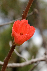 Brachychiton muellerianus