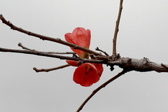 Brachychiton muellerianus