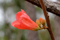 Brachychiton muellerianus