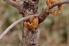 Brachychiton muellerianus