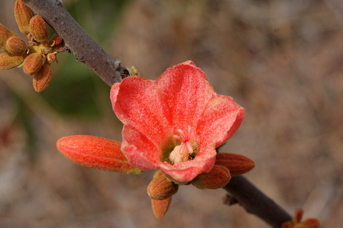 Brachychiton muellerianus Guymer 4