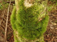 Dicranoloma menziesii