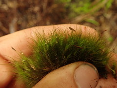 Dicranoloma menziesii