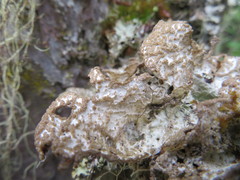 Platismatia norvegica