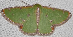 Eucyclodes buprestaria