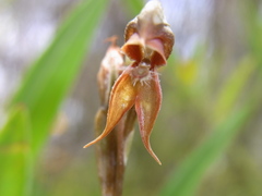 Pterostylis rufa