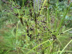 Scirpus atrocinctus