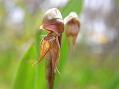 Pterostylis rufa