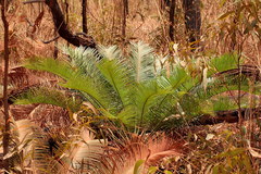 Cycas yorkiana