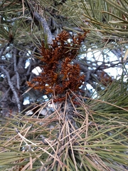 Arceuthobium vaginatum cryptopodum