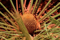 Cycas yorkiana