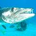 Great Barracuda - Photo (c) Avery Z Chipka, some rights reserved (CC BY-NC-ND), uploaded by Avery Z Chipka