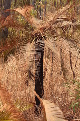 Cycas yorkiana