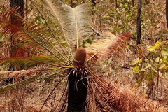 Cycas yorkiana