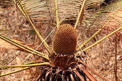 Cycas yorkiana