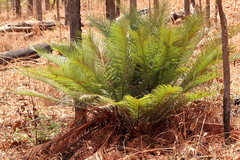 Cycas yorkiana