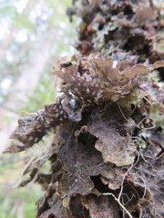 Lobaria retigera