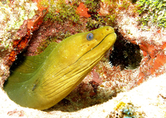 Gymnothorax funebris