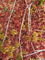 Sphagnum magellanicum