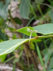 Imbophorus aptalis