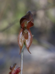 Pterostylis rufa