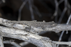 Mediodactylus russowii