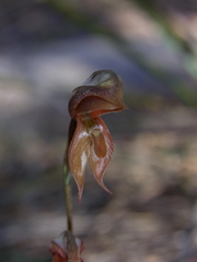 Pterostylis rufa