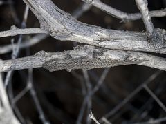 Mediodactylus russowii