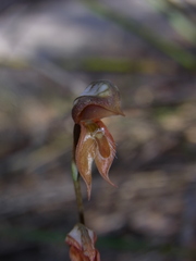 Pterostylis rufa