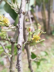 Dendrophthoe pentandra