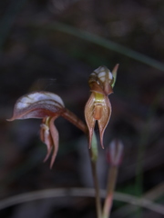 Pterostylis rufa