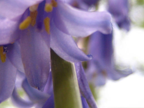 Hybrid bluebell