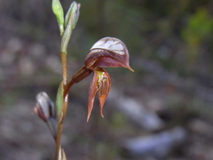Pterostylis rufa