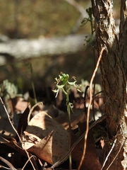 Arthrochilus prolixus