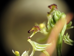 Arthrochilus prolixus