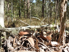 Arthrochilus prolixus