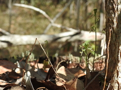 Arthrochilus prolixus