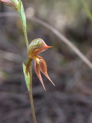 Pterostylis rufa