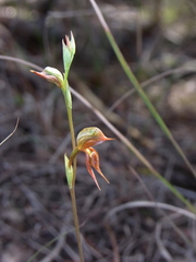 Pterostylis rufa