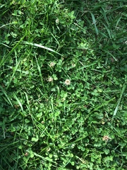 Trifolium repens