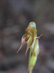 Pterostylis rufa