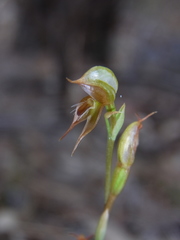 Pterostylis rufa